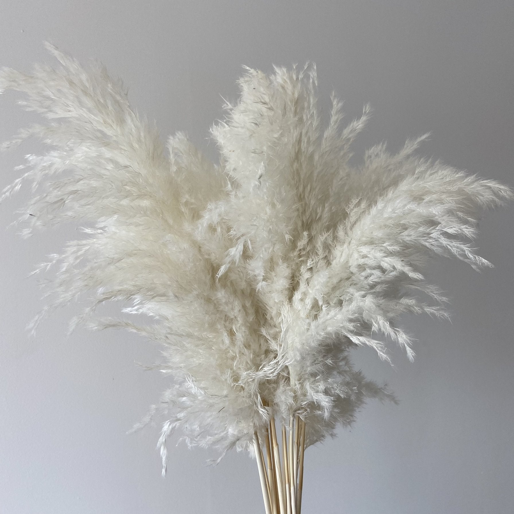 Wild Fluffy Pampas - White – Pampasbox