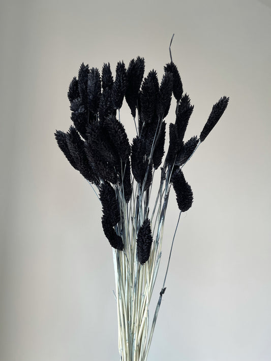 Black Gem Grass